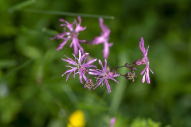 Lychnis Flos-cuculi pembe yaban çayırları çiçek, güzel yaz çiçekli bitki çiçekler