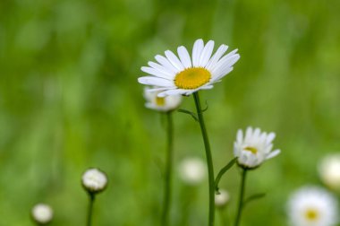 Leucanthemum vulgare çayırları beyaz yaprakları ve çiçek sarı merkezi ile yabani çiçek, çiçekli güzel bitki