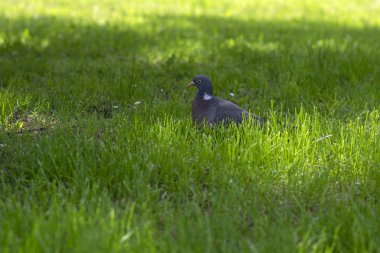 Güneş ışığında sıcak yaz gününde yeşil çim Columba palumbus, tek hayvan rahatlatıcı, kuşlar izliyor
