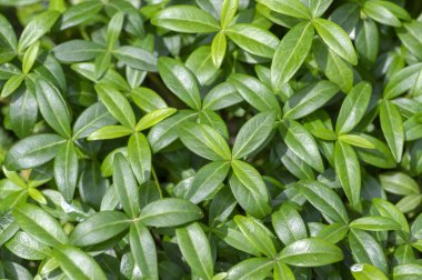 Periwinkle minör yeşil yapraklar, yaz sezonunda gün ışığında bitki kapsayan küçük sürünen zemin