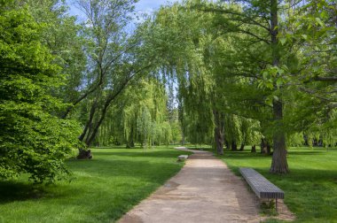 Public park during summer in sunlight with wooden bench, beautiful willow trees alley and sandy path clipart