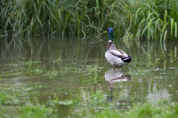 Gruppe männlicher Enten in kleinem Teich im öffentlichen Park, schöne männliche Vögel, die Federn waschen und schwimmen — Stockfoto