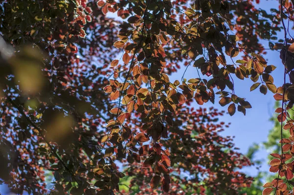 Fagus sylvatica purpurea ramos de árvores, bela faia ornamental, faia de cobre com folhas roxas — Fotografia de Stock