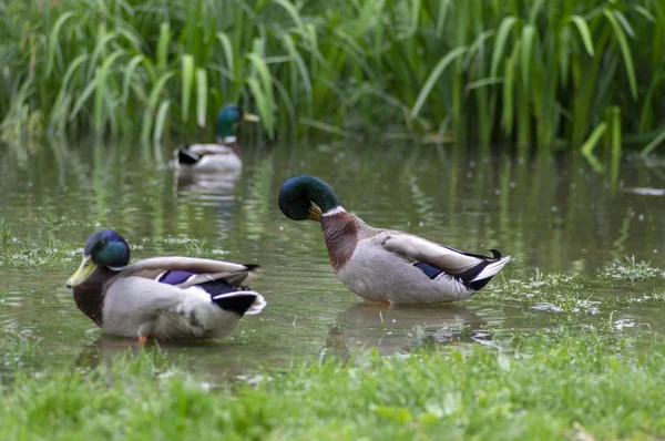 一群雄鸭在公园的小池塘里,美丽的雄鸟洗羽毛和游泳 — 图库照片