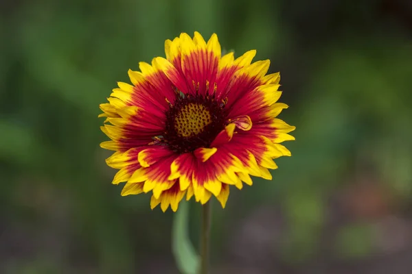 Gaillardia aristata flor amarela vermelha em flor, planta floração blanketflower comum — Fotografia de Stock