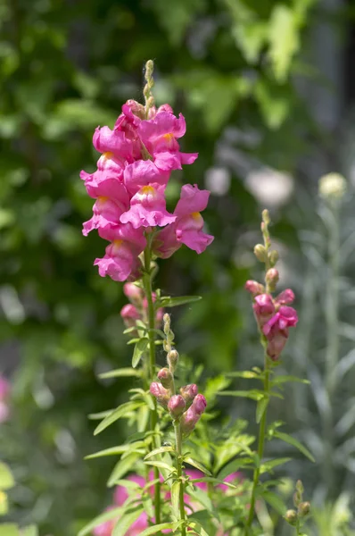 Antirrhinum majus plat de fleurs ornementales, snapdragon commun en fleur avec des bourgeons, couleur pourpre rose, feuilles vertes — Photo