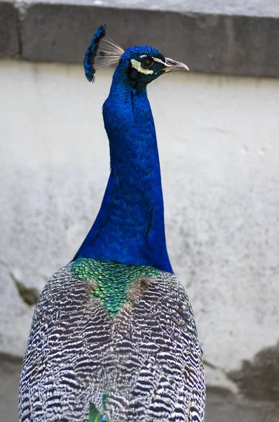 Pavo cristatus majestatyczny niebieski ptak, piękne zwierzę — Zdjęcie stockowe