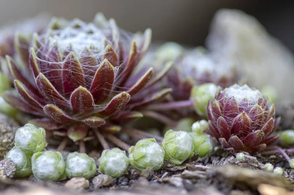 Sempervivum arachnoideum plante vivace succulente, poireau de maison en toile d'araignée avec des toiles d'araignée typiques, des rosettes violettes et vertes — Photo