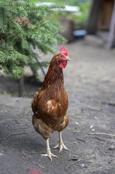 Red brown hen bird in the garden on the farm, portrait of utility domestic animal, organic farming in czech village — Stock Photo, Image