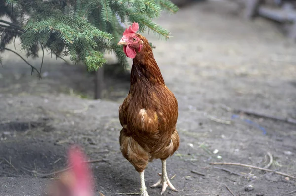 Red brown hen bird in the garden on the farm, portrait of utility domestic animal, organic farming in czech village — Stock Photo, Image