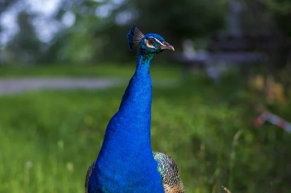 Pavo cristatus majestuoso pájaro azul, hermoso animal sobre hierba verde césped fondo a la luz del sol —  Fotos de Stock