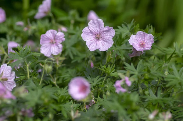 Geranium krwista striatum piękny park ozdobnych kwitnienia roślin, Grupa jasnoróżowych białych kwiatów w rozkwicie, zielone liście — Zdjęcie stockowe