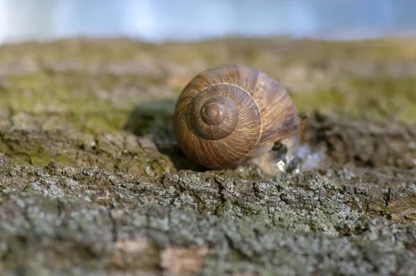 HELIX pomatia Big land snigel på bark, brunt skal med avslappnande djur inuti — Stockfoto