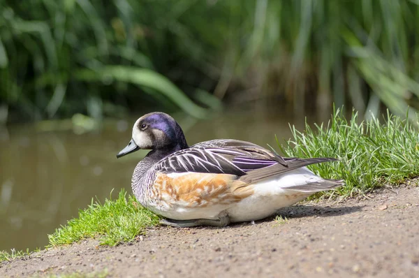 Bela selvagem Chiloe wigeon andando na grama no parque verde, Mareca sibilatrix pássaro de água selvagem — Fotografia de Stock