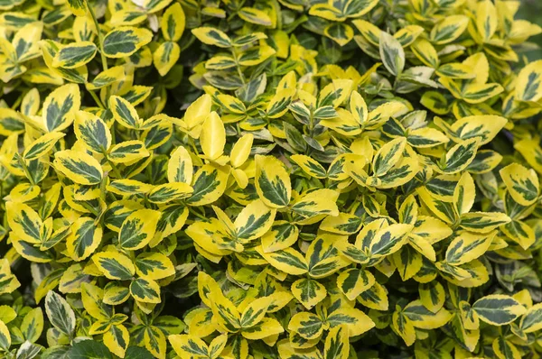Euonymus fortunei emeralnd n altın çeşitleri yaprakları, sarı ve yeşil yaprak, süs dalları