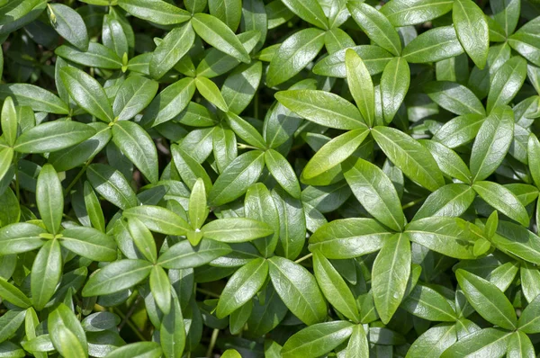 Periwinkle minor green leaves, small creeping ground covering plant in daylight during summer season — Stock Photo, Image