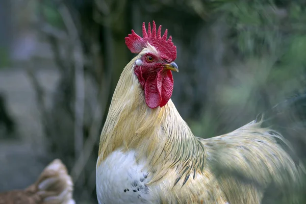 Uccello gallo bianco beige nel giardino della fattoria, ritratto di utilità animale domestico — Foto Stock