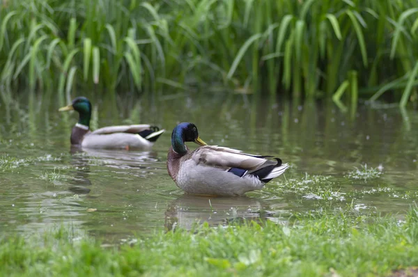 Skupina samců v malém rybníku ve veřejném parku, krásní ptáci na mytí peří a plavání — Stock fotografie