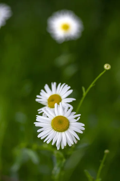 Leucanthemum vulgare rétek vadon élő virág, fehér szirmok és a sárga központ, virágzó, virágos szép növény — Stock Fotó