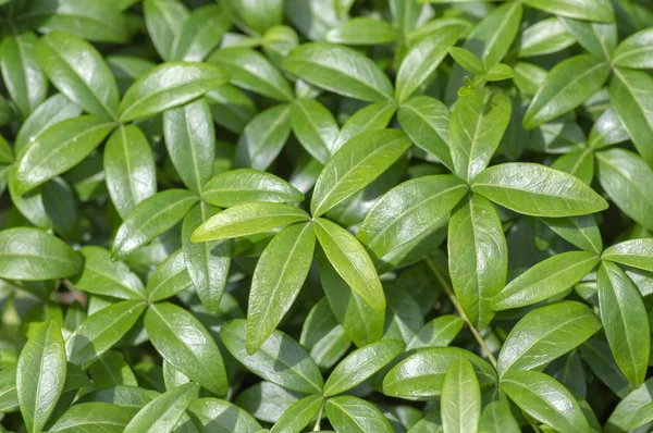 Periwinkle minor green leaves, small creeping ground covering plant in daylight during summer season — Stock Photo, Image