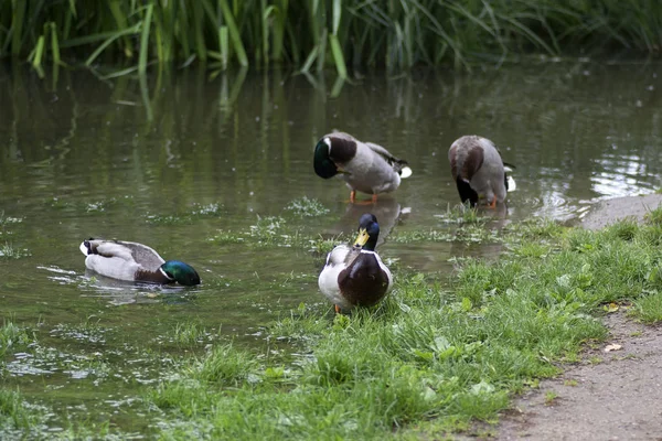 Skupina samců v malém rybníku ve veřejném parku, krásní ptáci na mytí peří a plavání — Stock fotografie