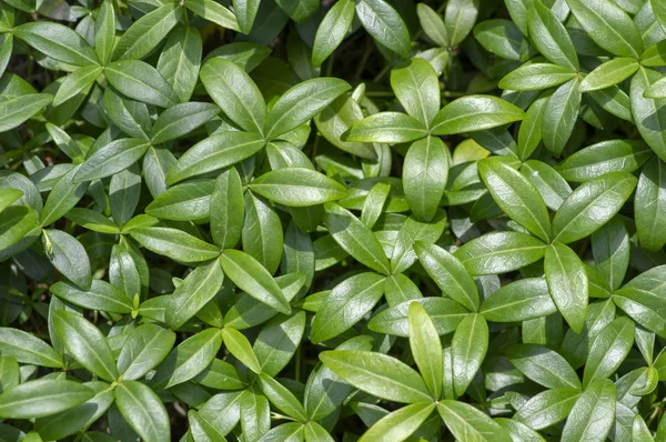 Periwinkle minor green leaves, small creeping ground covering plant in daylight during summer season — Stock Photo, Image