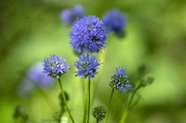 Gilia capitata mavi güzel çiçekli bitki, mavi-yüksük-Bloom çiçek, inanılmaz yaban çiçeği