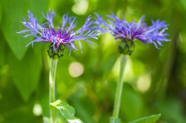 Bloom Centaurea Montana dağ çok yıllık peygamber çiçeği, çiçekli süs mavi bitki