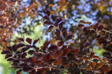 Fagus sylvatica Purpurea ağaç dalları, güzel süs kayın ağacı, mor yaprakları ile bakır kayın