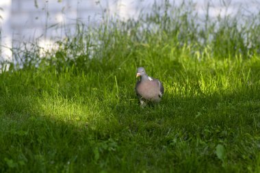 Güneş ışığında sıcak yaz gününde yeşil çim Columba palumbus, tek hayvan rahatlatıcı, kuşlar izliyor