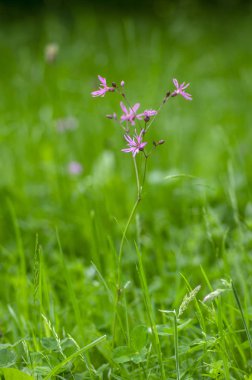 Lychnis Flos-cuculi pembe yaban çayırları çiçek, güzel yaz çiçekli bitki çiçekler