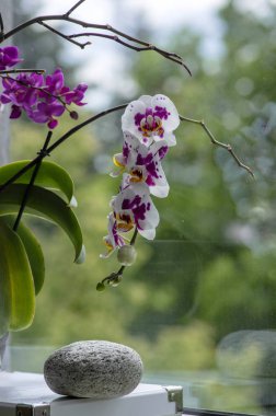 Güzel beyaz ve Pembe orkide tek çiçek Bloom kapalı Phalaenopsis, açık sarı yaprakları ile noktalı, yeşil tomurcuklar