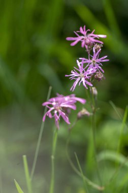 Lychnis Flos-cuculi pembe yaban çayırları çiçek, güzel yaz çiçekli bitki çiçekler