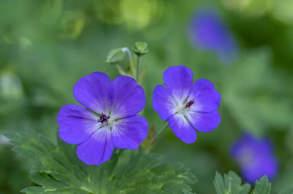 Cranesbills csoport virágok, Geranium Rozanne virágzó, gyönyörű virágos növény, zöld levelei — Stock Fotó