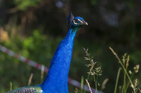 Pavo cristatus majestätischer blauer Vogel, schönes Tier auf grünem Rasen Hintergrund im Sonnenlicht — Stockfoto