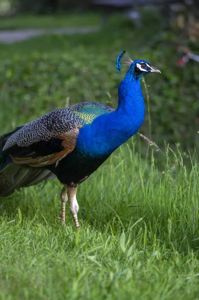 Pavo cristatus majestuoso pájaro azul, hermoso animal sobre hierba verde césped fondo a la luz del sol —  Fotos de Stock