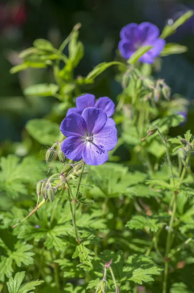 Cranesbills group of flowers, Geranium Rozanne in bloom, beautiful flowering plant with green leaves — Stock Photo, Image