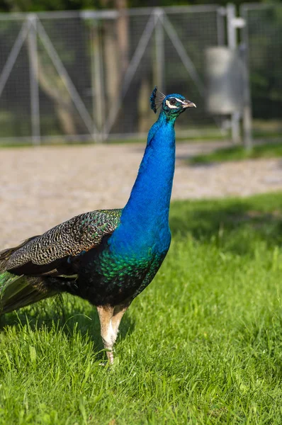 Pavo cristatus majestueux oiseau bleu, bel animal — Photo