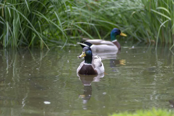 Group of male ducks in small pond in public park, beautiful males birds washing feathers and swimming — Stock Photo, Image