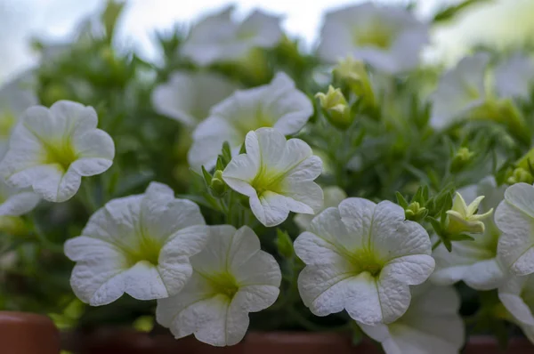 Калибрахоа миллион колоколов цветущие растения, группа белых цветов в цвету, декоративный балкон горшок растения — стоковое фото