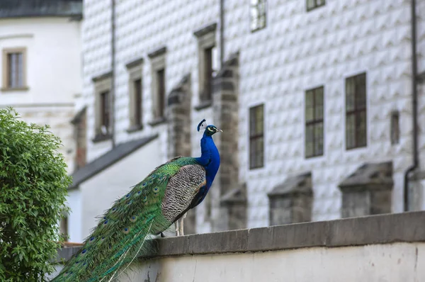 Pavo cristatus majestätischer blauer Vogel, wunderschönes Tier, Vogelporträt — Stockfoto