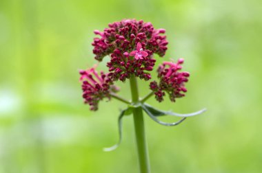 Centranthus ruber çiçekli bitki, Bloom parlak kırmızı pembe çiçekler, yeşil kök ve yaprakları, süs çiçeği