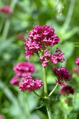 Centranthus ruber çiçekli bitki, Bloom parlak kırmızı pembe çiçekler, yeşil kök ve yaprakları, süs çiçeği