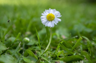 Bellis perennis wild beautiful flowers in bloom, group of flowering plants, bright white petals with yellow center clipart