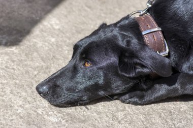 Tasmalı siyah köpek, gün ışığında parlak saçlı