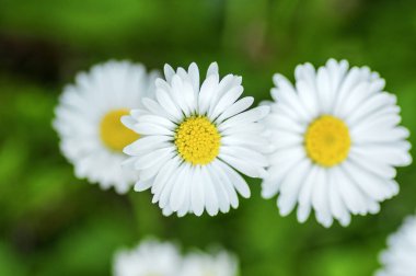 Bellis perennis çiçeklenme yabani güzel çiçekler, çiçekli bitkiler grubu, sarı merkezi ile parlak beyaz yaprakları