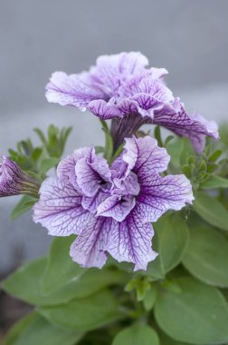 Petunia atkinsiana hybrida Grandiflora çiçekler Tumbelina Priscilla Bloom, balkon çiçekli bitki, Çift Duo çiçek