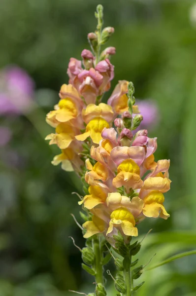 Antirrhinum majus ornamental flowerin plat, common snapdragon in bloom with buds, yellow orange and pink colors, green leaves — Stock Photo, Image