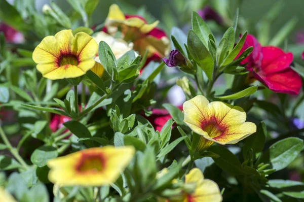 Calibrachoa milhões de sinos planta floração, grupo de flores vermelhas e amarelas em flor, planta varanda pote ornamental — Fotografia de Stock