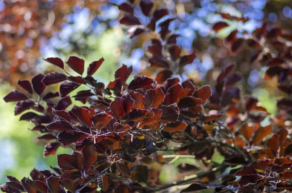 Fagus sylvatica purpurea ramos de árvores, bela faia ornamental, faia de cobre com folhas roxas — Fotografia de Stock